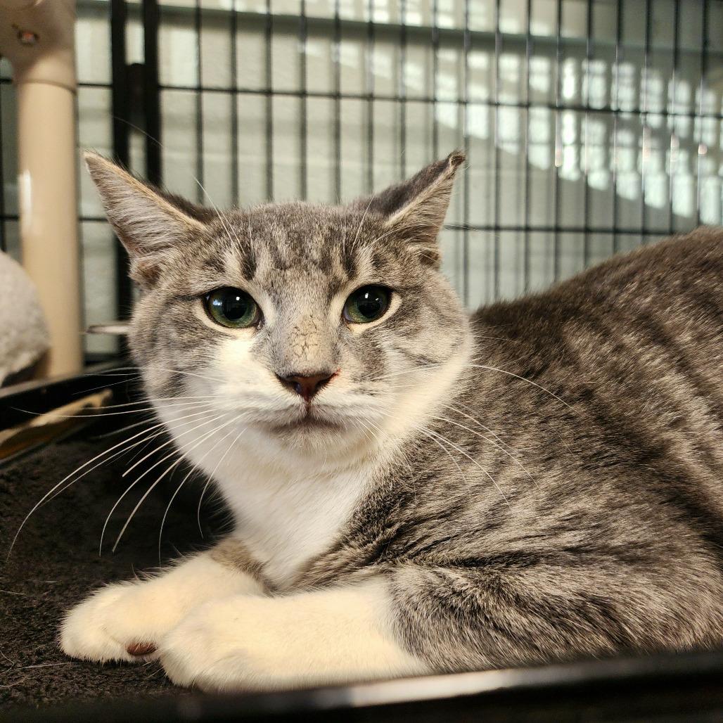 Maximus, Adoptable, Adult Male Domestic Short Hair.