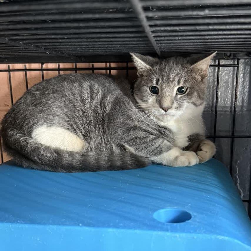 Maximus, a Adoptable Domestic Short Hair in Columbus, NC image 2/6