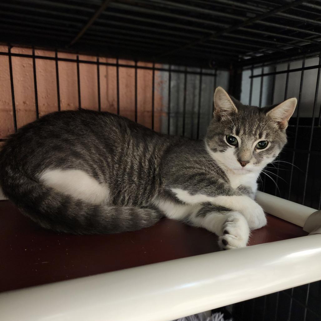 Enlarge Maximus, a Adoptable Domestic Short Hair in Columbus, NC image 2/6