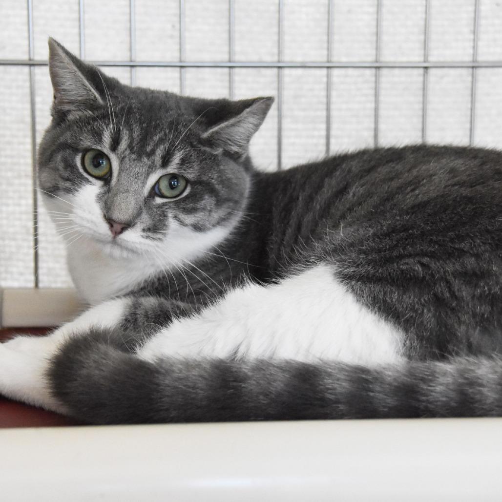 Maximus, a Adoptable Domestic Short Hair in Columbus, NC image 5/6