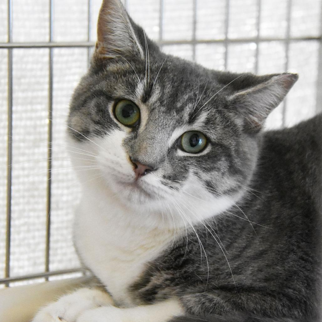 Enlarge Maximus, a Adoptable Domestic Short Hair in Columbus, NC image 5/6