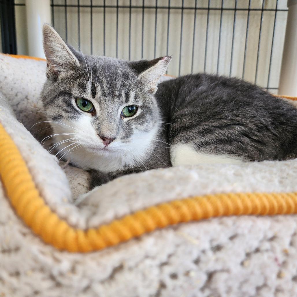 Maximus, a Adoptable Domestic Short Hair in Columbus, NC image 6/6