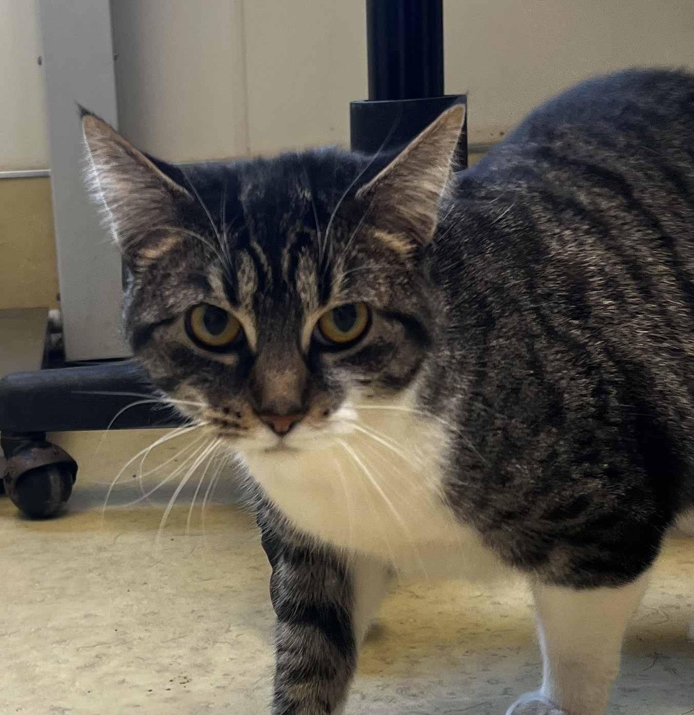 Maggie, ADOPTABLE, Adult Female Domestic Short Hair.