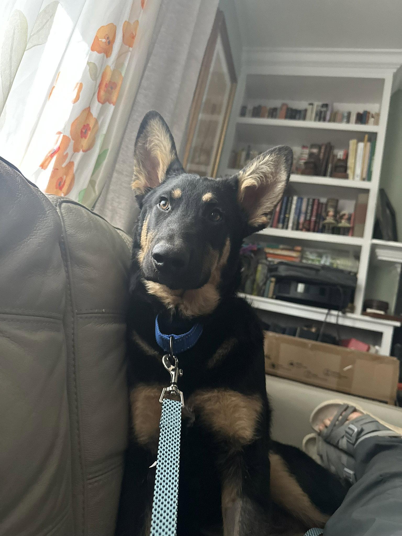 Chase 6569, Adoptable, Puppy Male German Shepherd Dog.