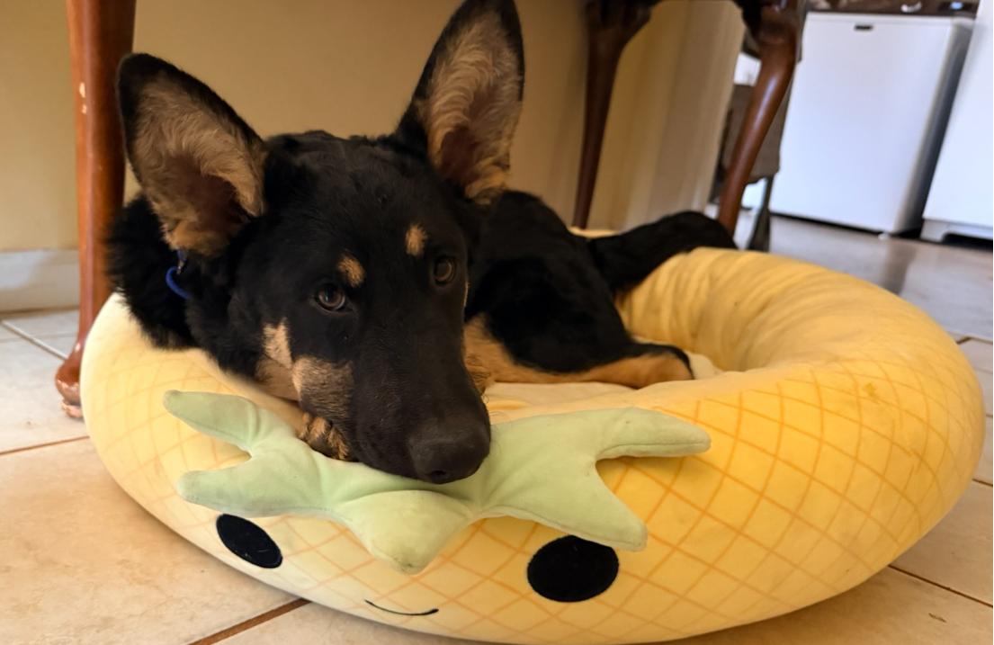 Enlarge Chase 6569, a Adoptable German Shepherd Dog in Centreville, VA image 2/3