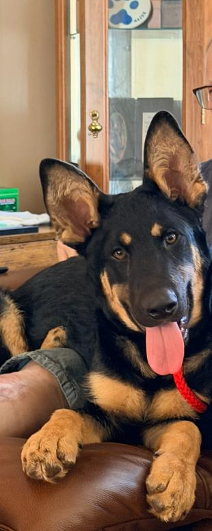 Enlarge Chase 6569, a Adoptable German Shepherd Dog in Centreville, VA image 3/3