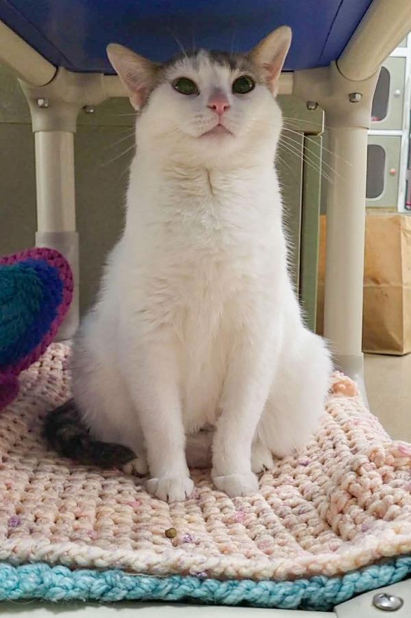 Satin, Adoptable, Young Female Domestic Short Hair.