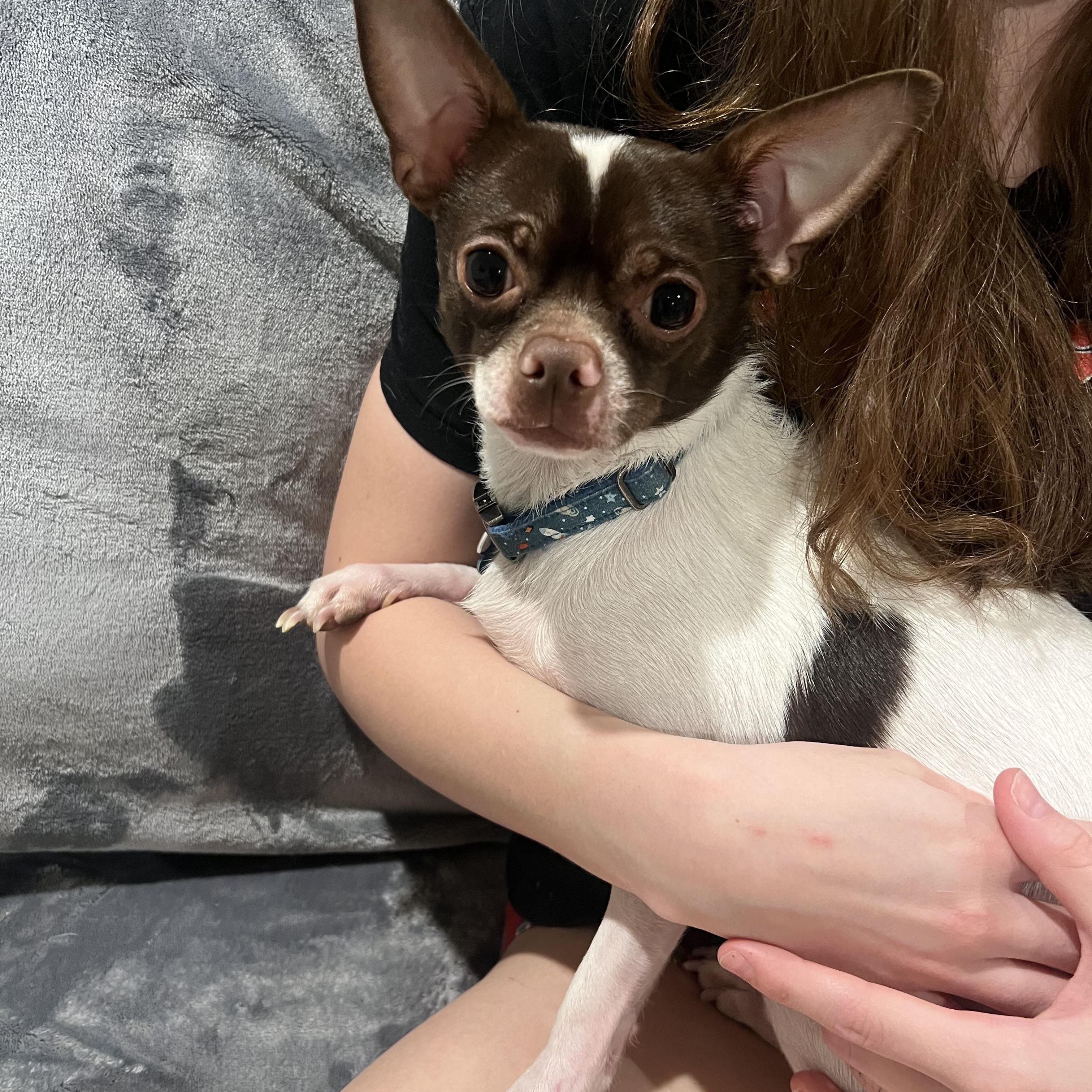 Enlarge Axel , a ADOPTABLE Chihuahua in Wesley Chapel, FL image 3/5