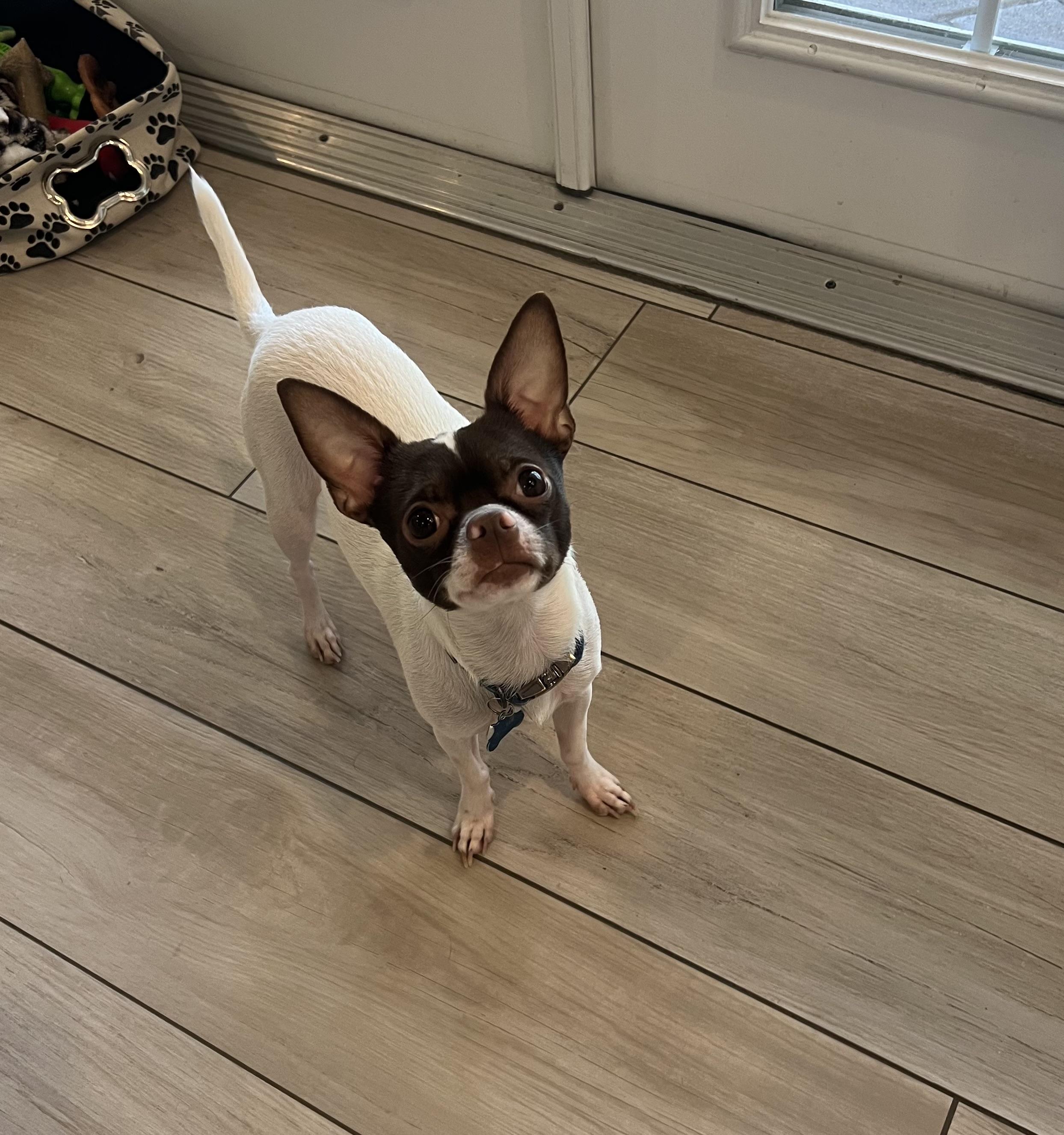 Enlarge Axel , a ADOPTABLE Chihuahua in Wesley Chapel, FL image 1/5