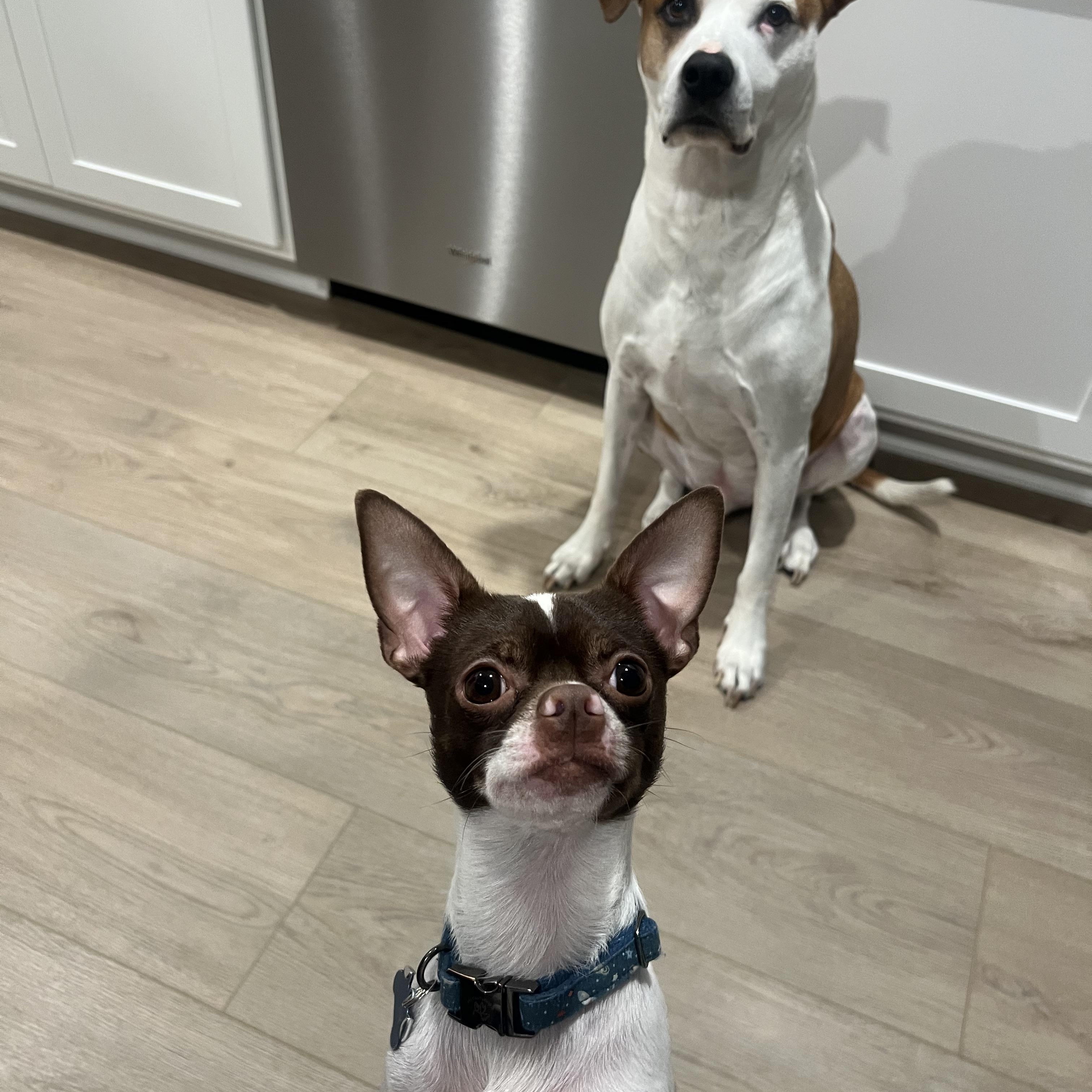 Enlarge Axel , a ADOPTABLE Chihuahua in Wesley Chapel, FL image 2/5