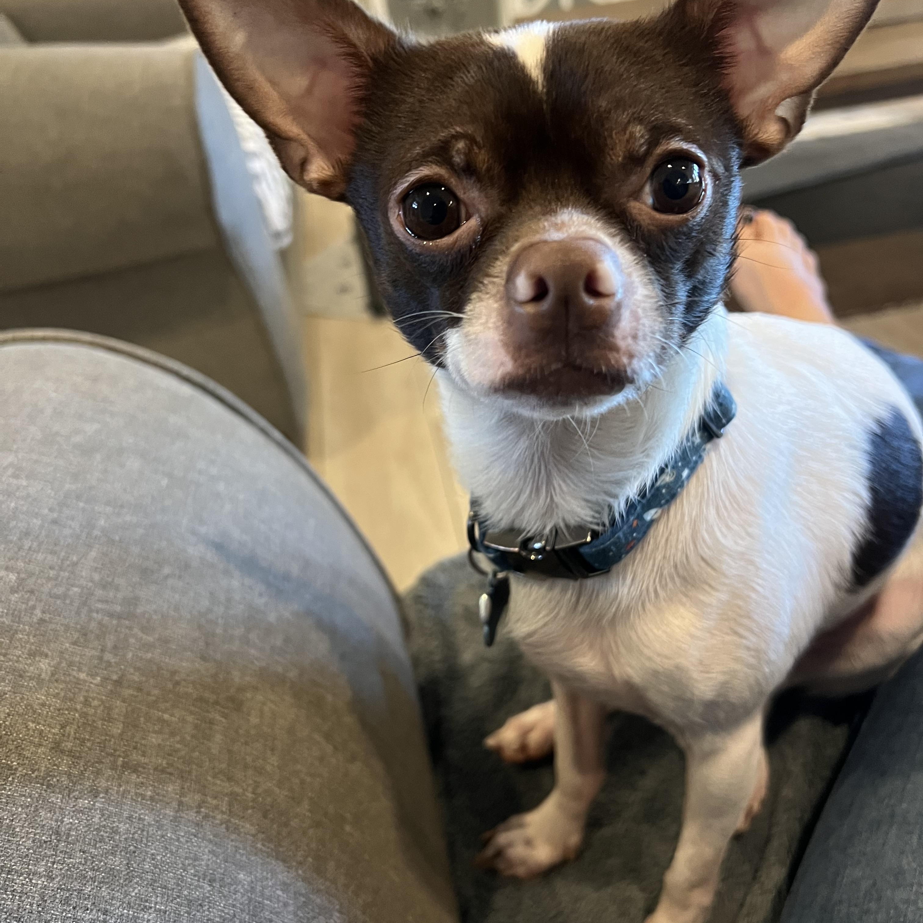 Enlarge Axel , a ADOPTABLE Chihuahua in Wesley Chapel, FL image 5/5