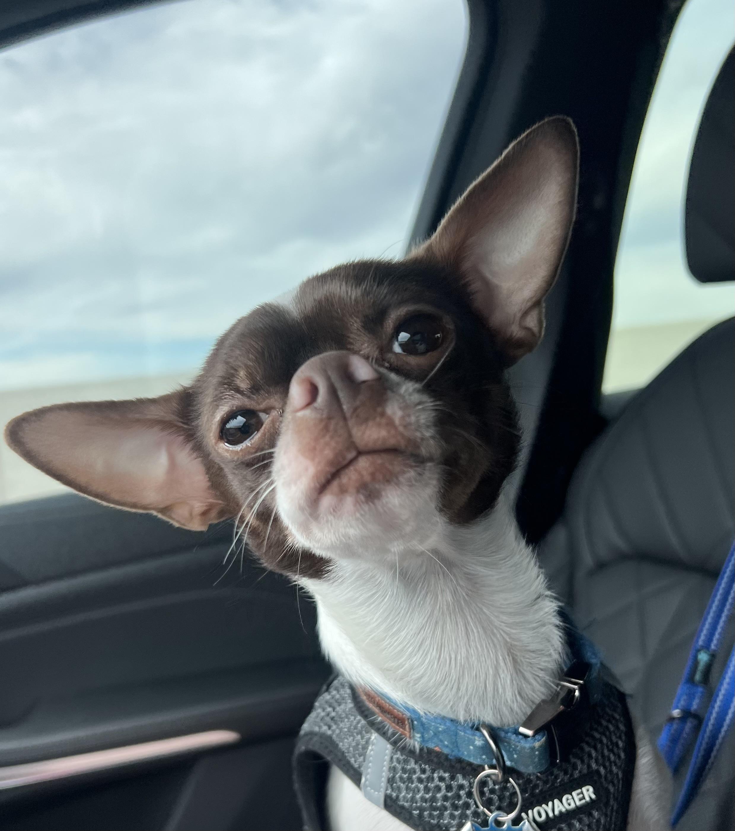 Enlarge Axel , a ADOPTABLE Chihuahua in Wesley Chapel, FL image 4/5