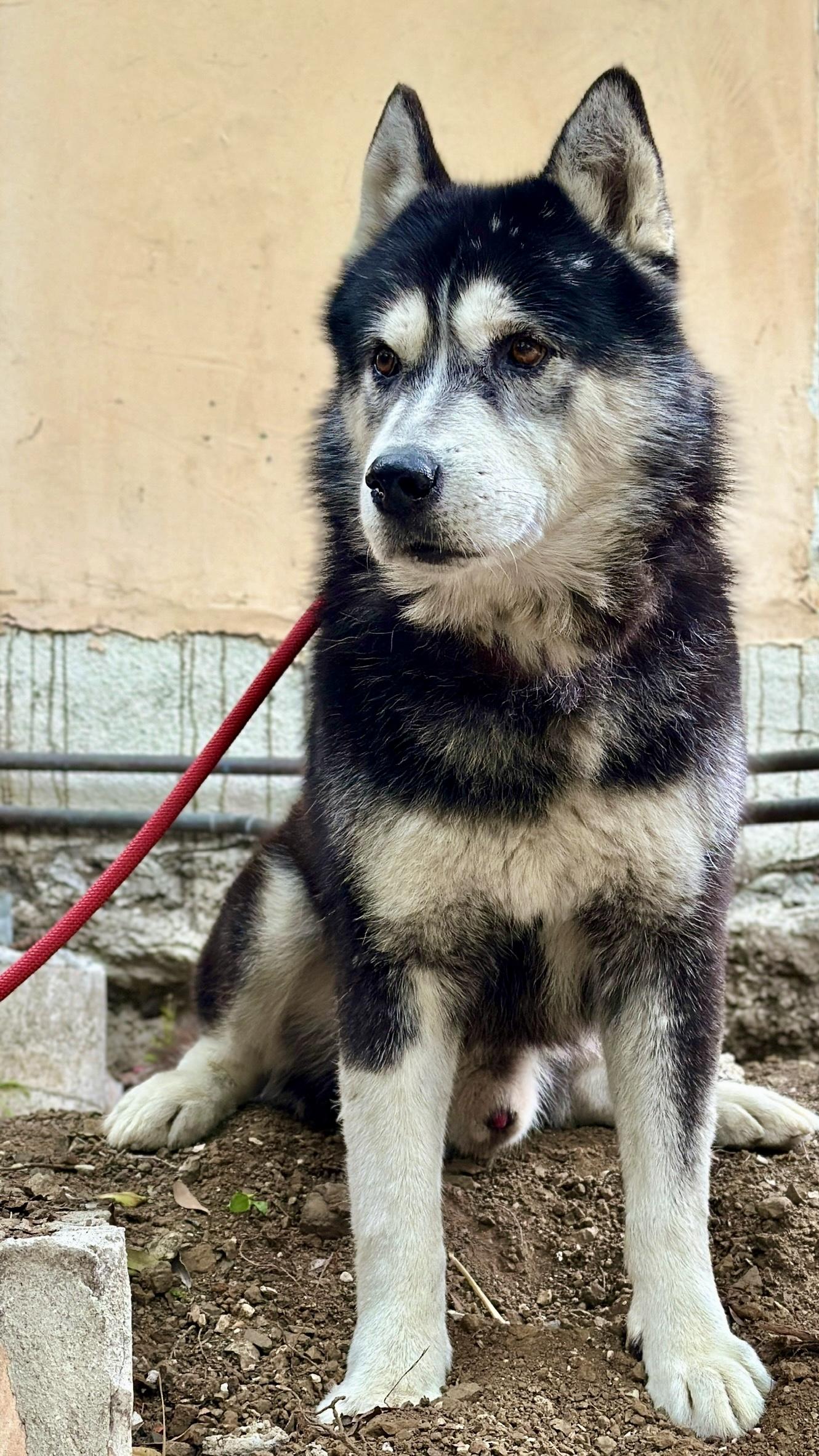 Enlarge Zev, an adopted mixed breed in Harbor City, CA image 2/5