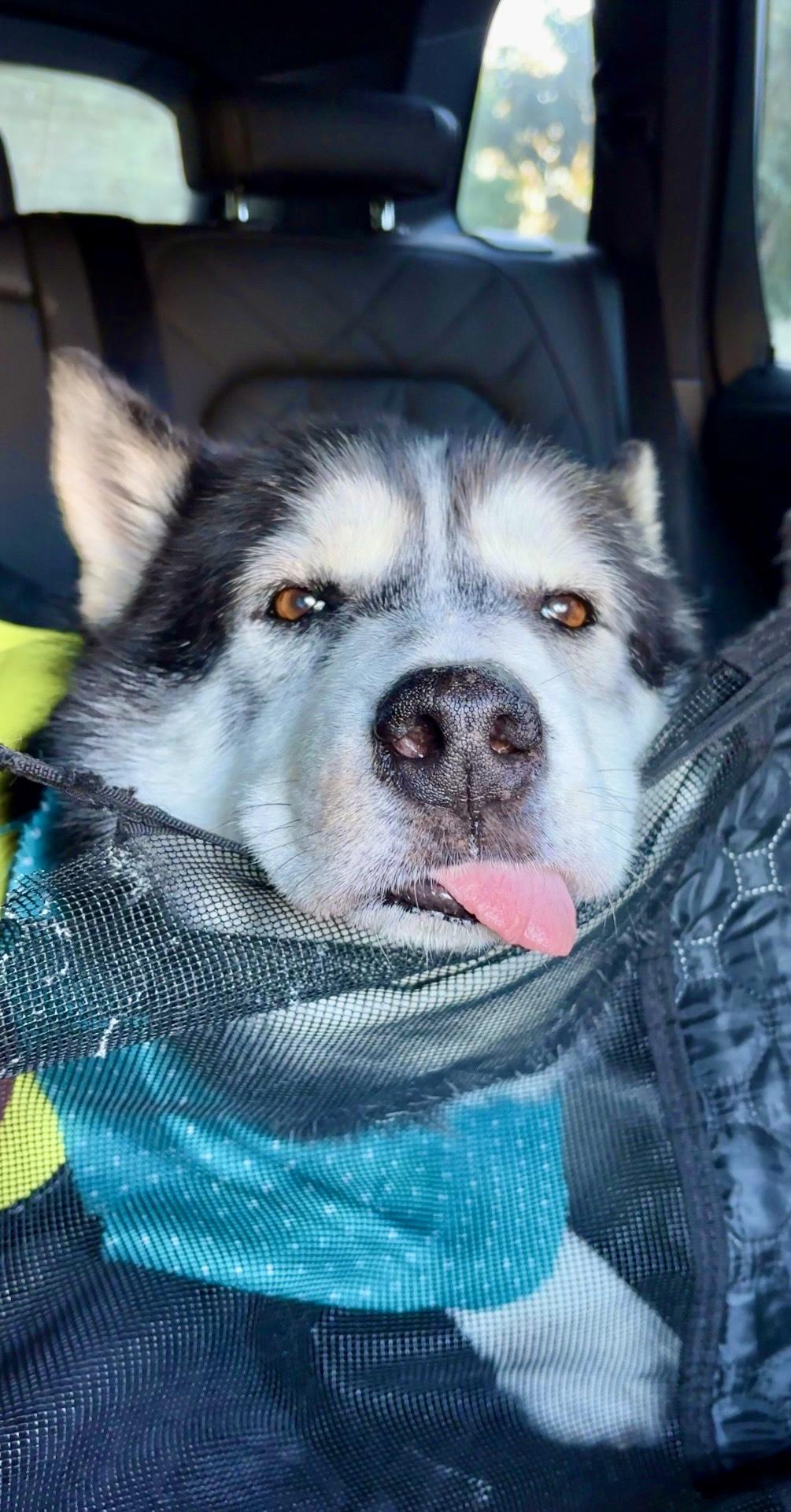 Enlarge Zev, an adopted mixed breed in Harbor City, CA image 1/5