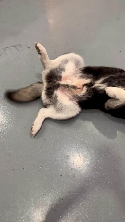 Enlarge Zev, an adopted mixed breed in Harbor City, CA video 3/5