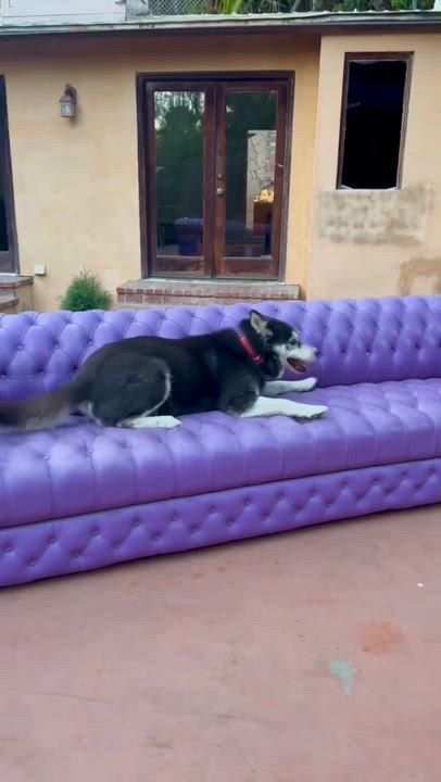 Enlarge Zev, an adopted mixed breed in Harbor City, CA video 4/5