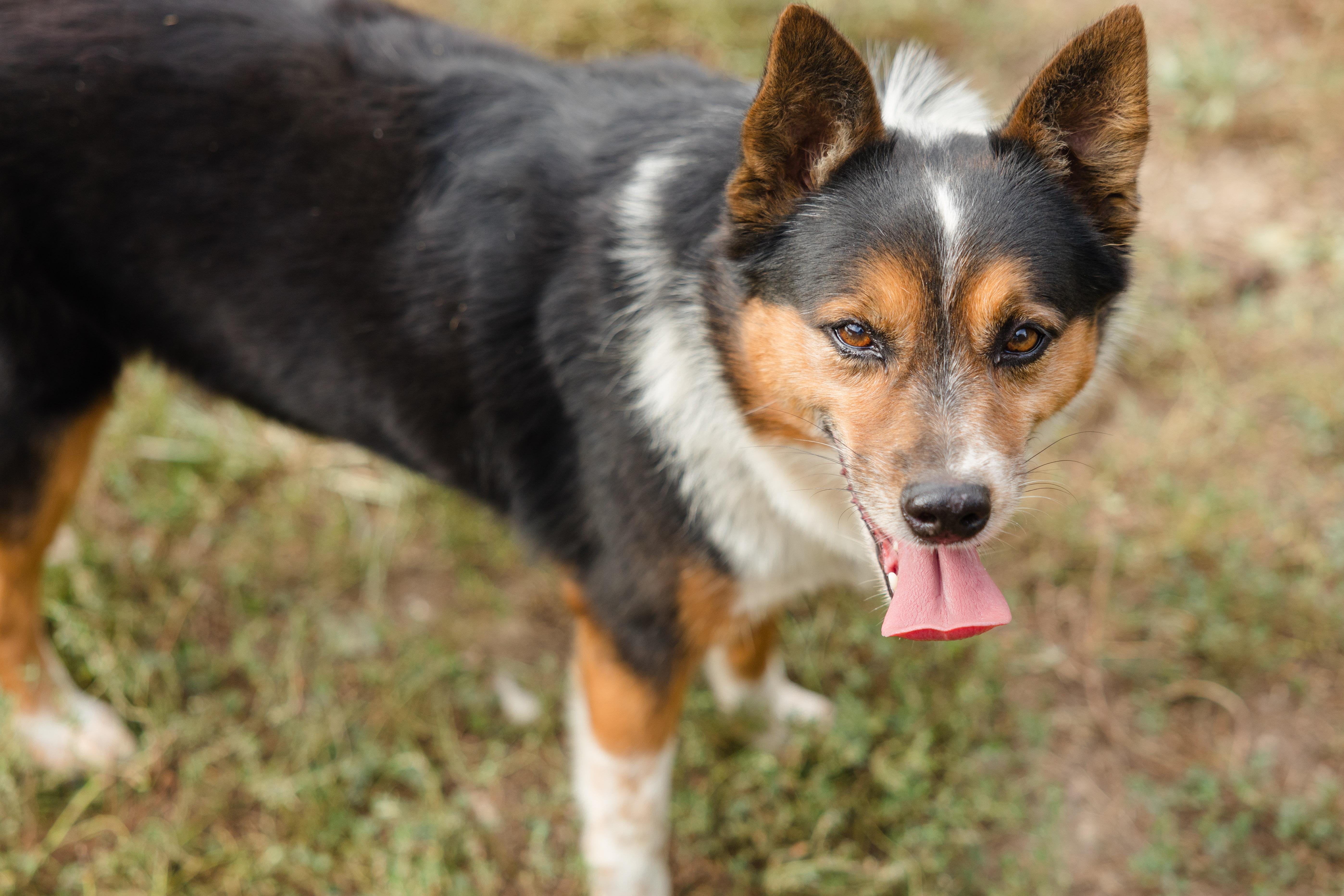 Enlarge Hex, a Adoptable mixed breed in Newburgh, IN image 3/3