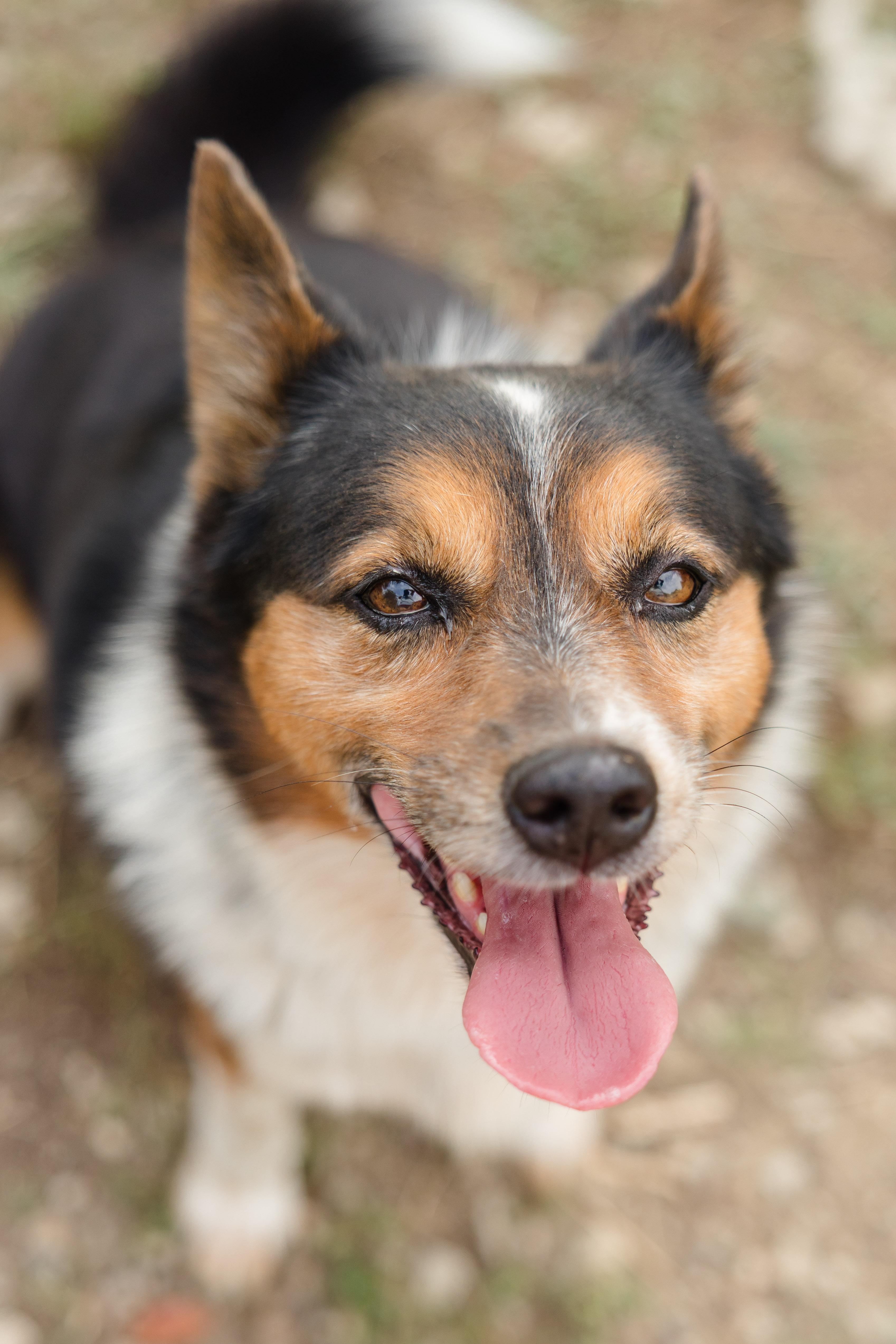 Hex, Adoptable, Adult Male Australian Cattle Dog / Blue Heeler.