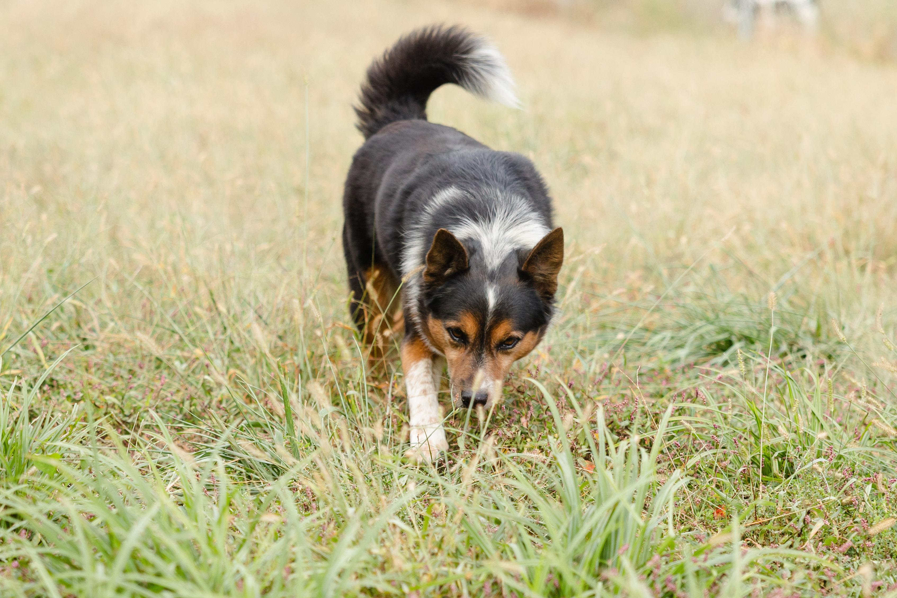 Enlarge Hex, a Adoptable mixed breed in Newburgh, IN image 2/3