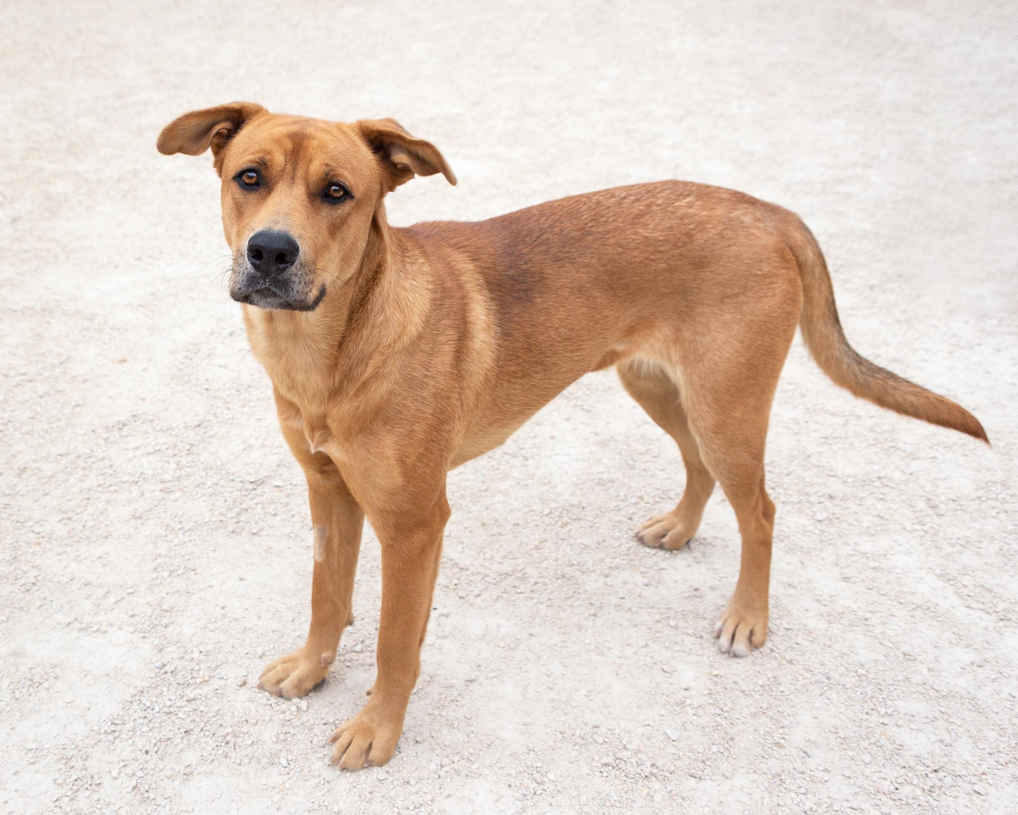 Dubai, an adoptable Labrador Retriever in Winnipeg, MB, R3E 3N8 | Photo Image 2