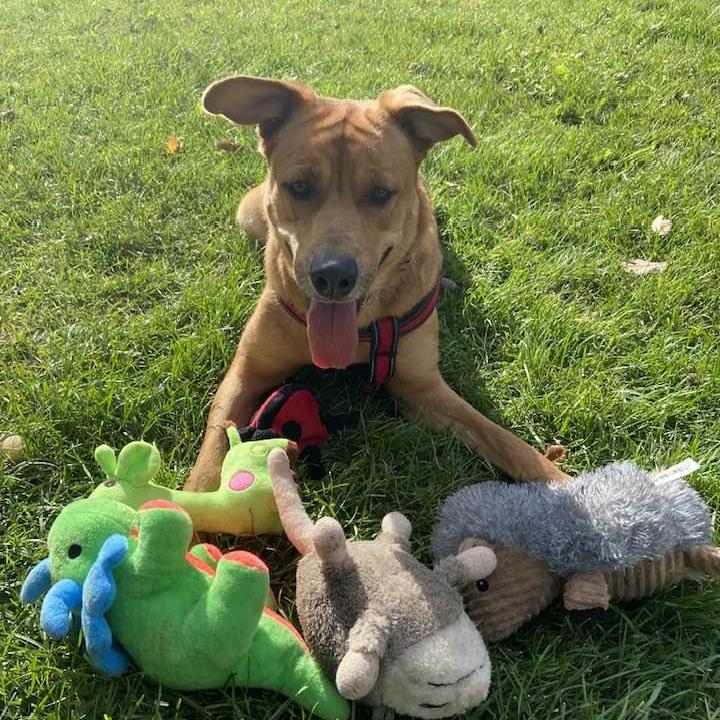 Dubai, an adoptable Labrador Retriever in Winnipeg, MB, R3E 3N8 | Photo Image 5