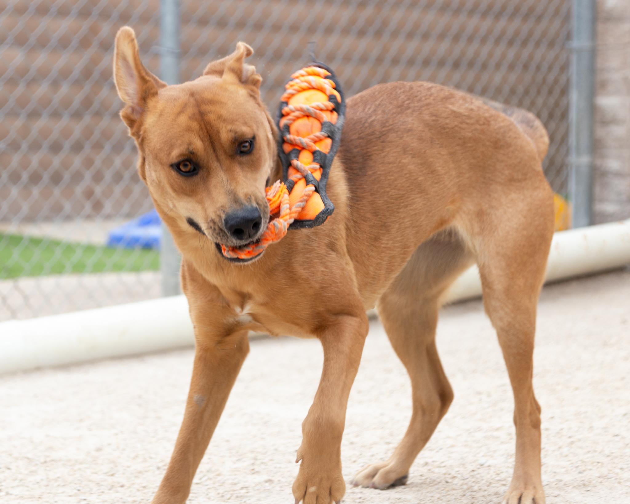 Dubai, an adoptable Labrador Retriever in Winnipeg, MB, R3E 3N8 | Photo Image 3