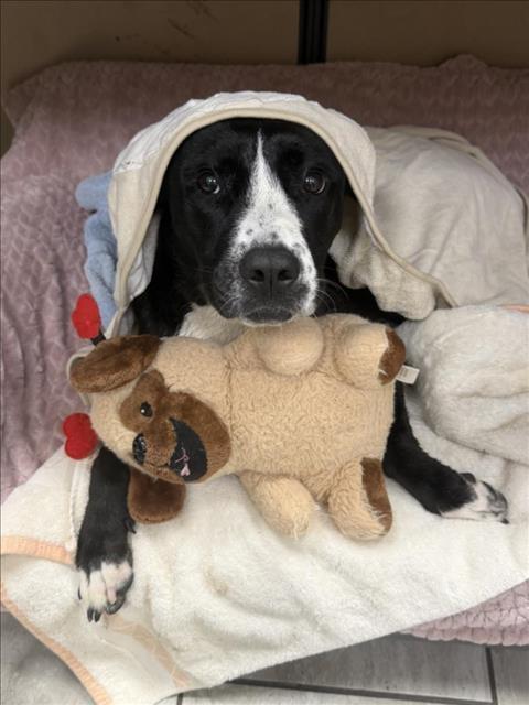 BRANDY, Adoptable, Young Female American Bulldog & Mixed Breed.