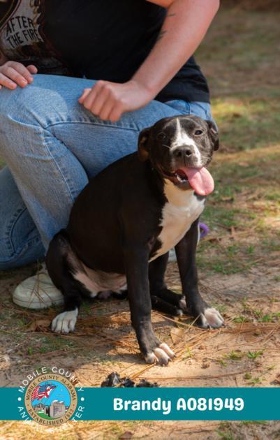 Enlarge BRANDY, a Adoptable mixed breed in Mobile, AL image 1/1