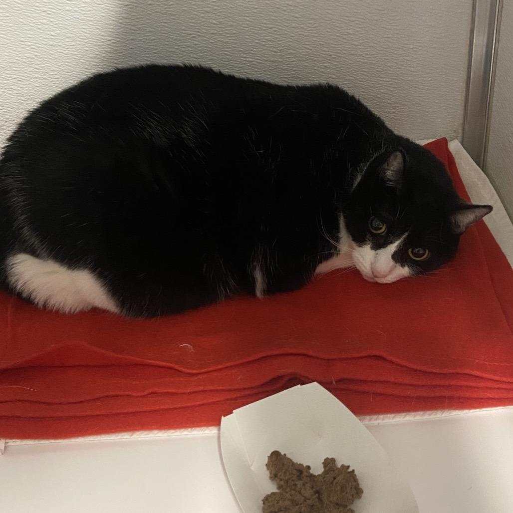 Momo, Adoptable, Adult Female Domestic Short Hair & Domestic Short Hair.