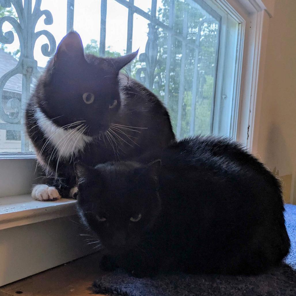 Enlarge Klickitat, a Adoptable Domestic Long Hair in Portland, OR image 1/2