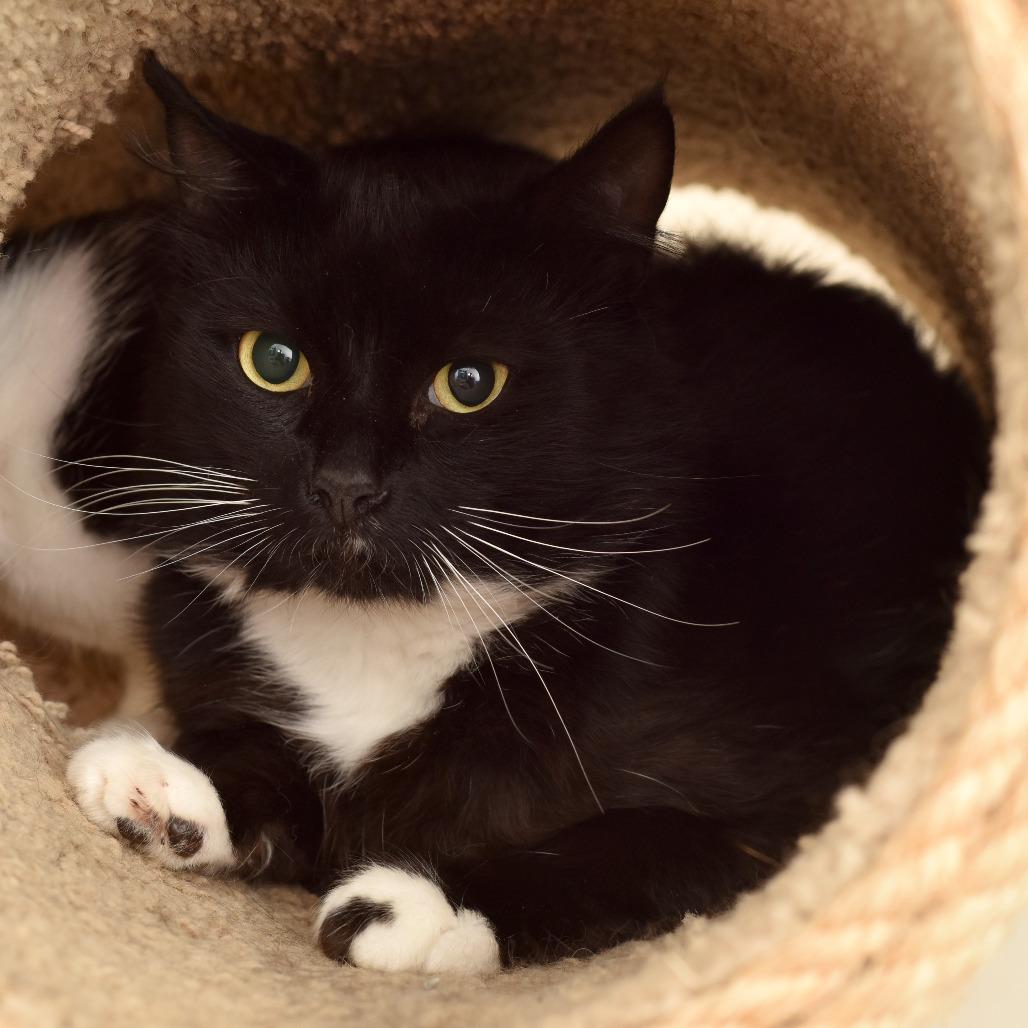 Enlarge Klickitat, a Adoptable Domestic Long Hair in Portland, OR image 2/2