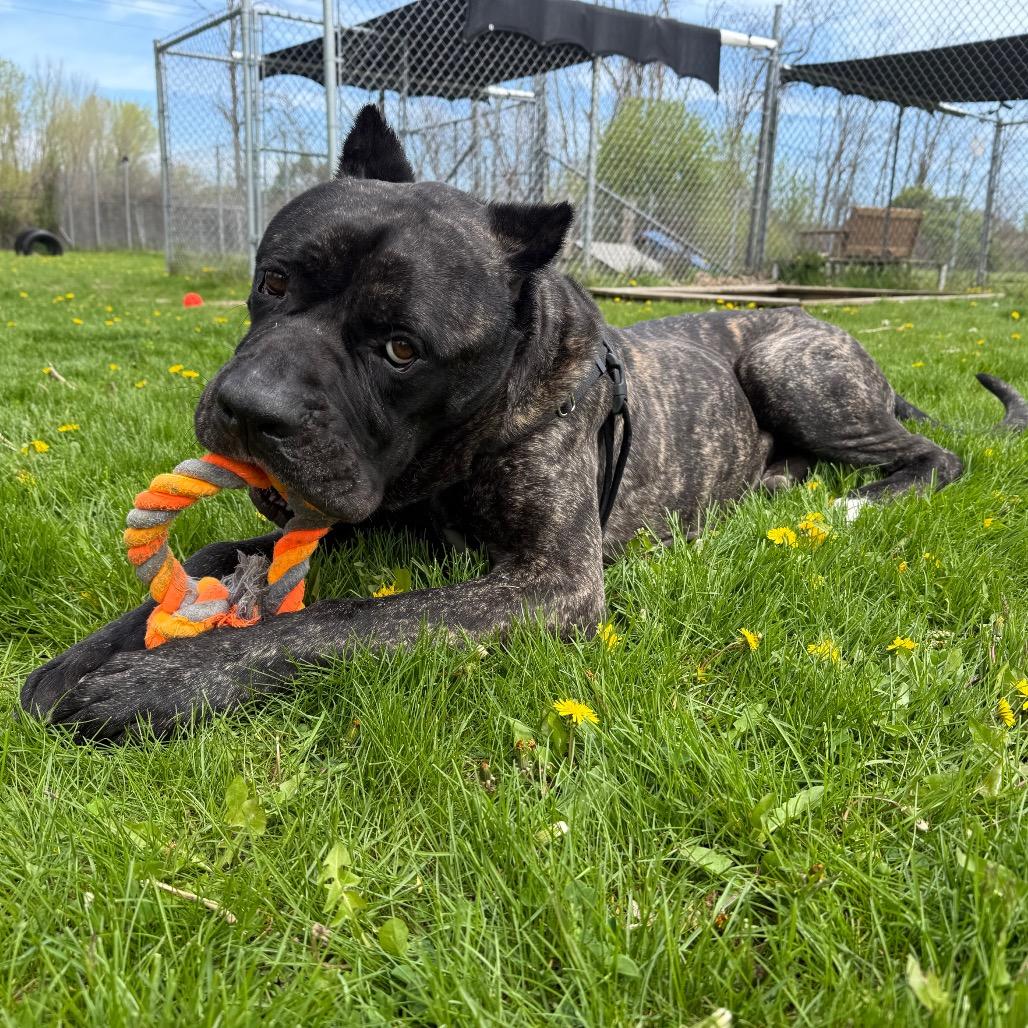 Enlarge Kodak, a Adoptable Cane Corso in Brookfield, WI image 1/6