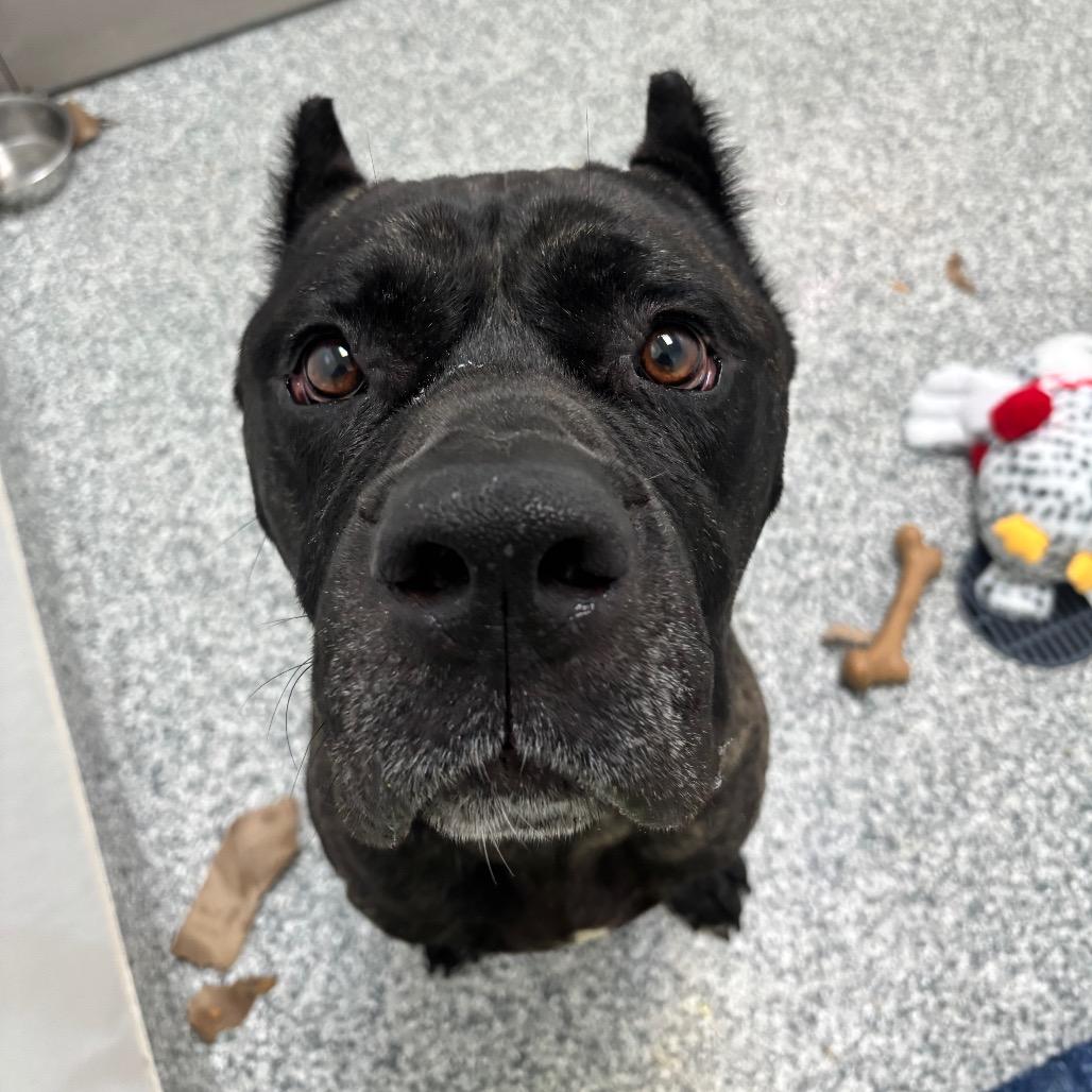 Enlarge Kodak, a Adoptable Cane Corso in Brookfield, WI image 2/6
