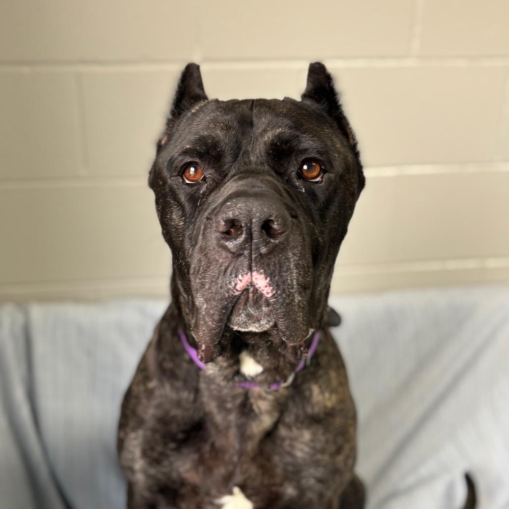 Enlarge Kodak, a Adoptable Cane Corso in Brookfield, WI image 3/6