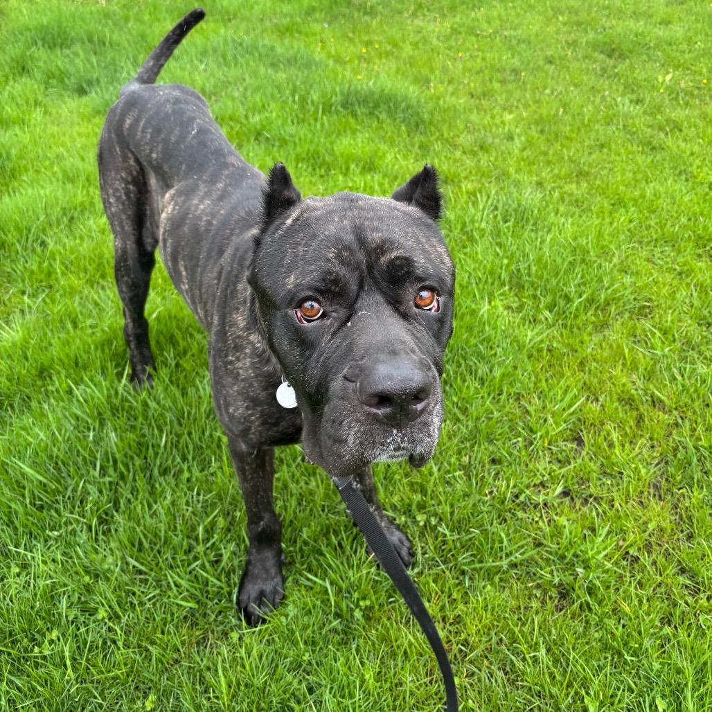 Enlarge Kodak, a Adoptable Cane Corso in Brookfield, WI image 4/6