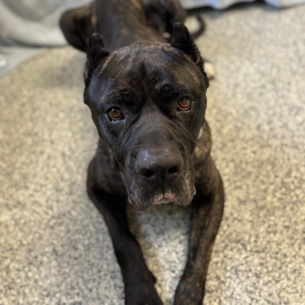 Enlarge Kodak, a Adoptable Cane Corso in Brookfield, WI image 5/6