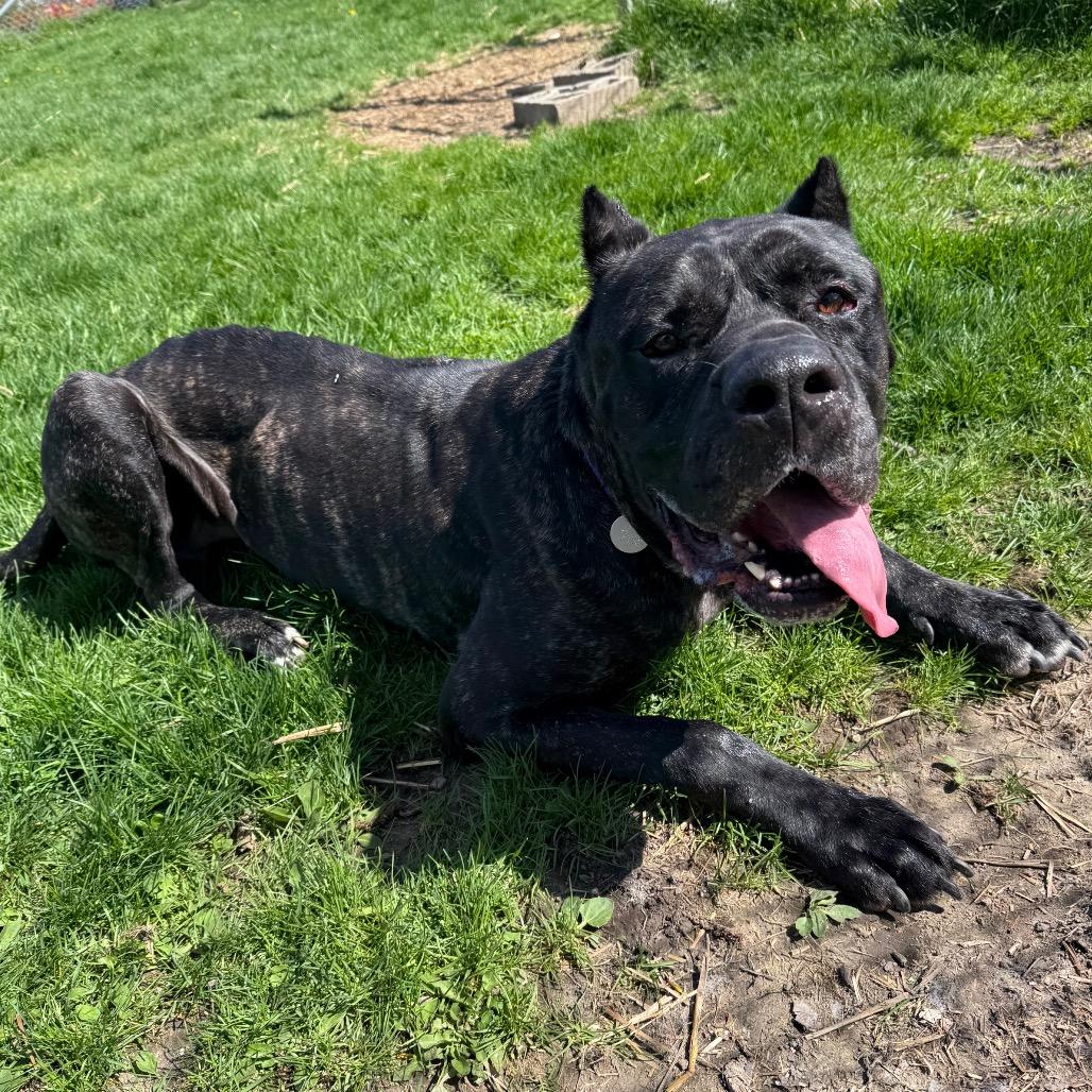 Enlarge Kodak, a Adoptable Cane Corso in Brookfield, WI image 6/6