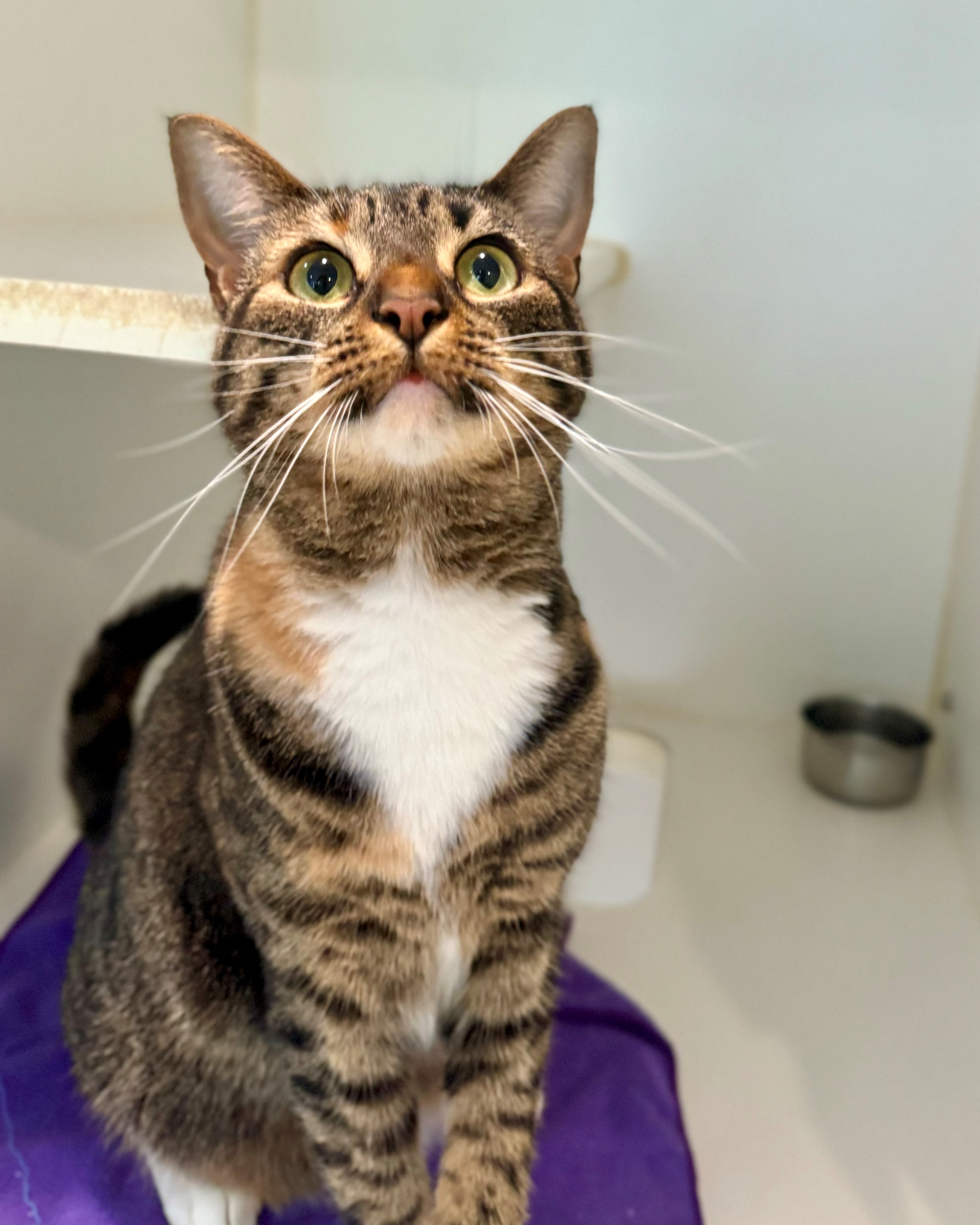 Cat for adoption Rio, a Domestic Short Hair in Hilton Head Island, SC