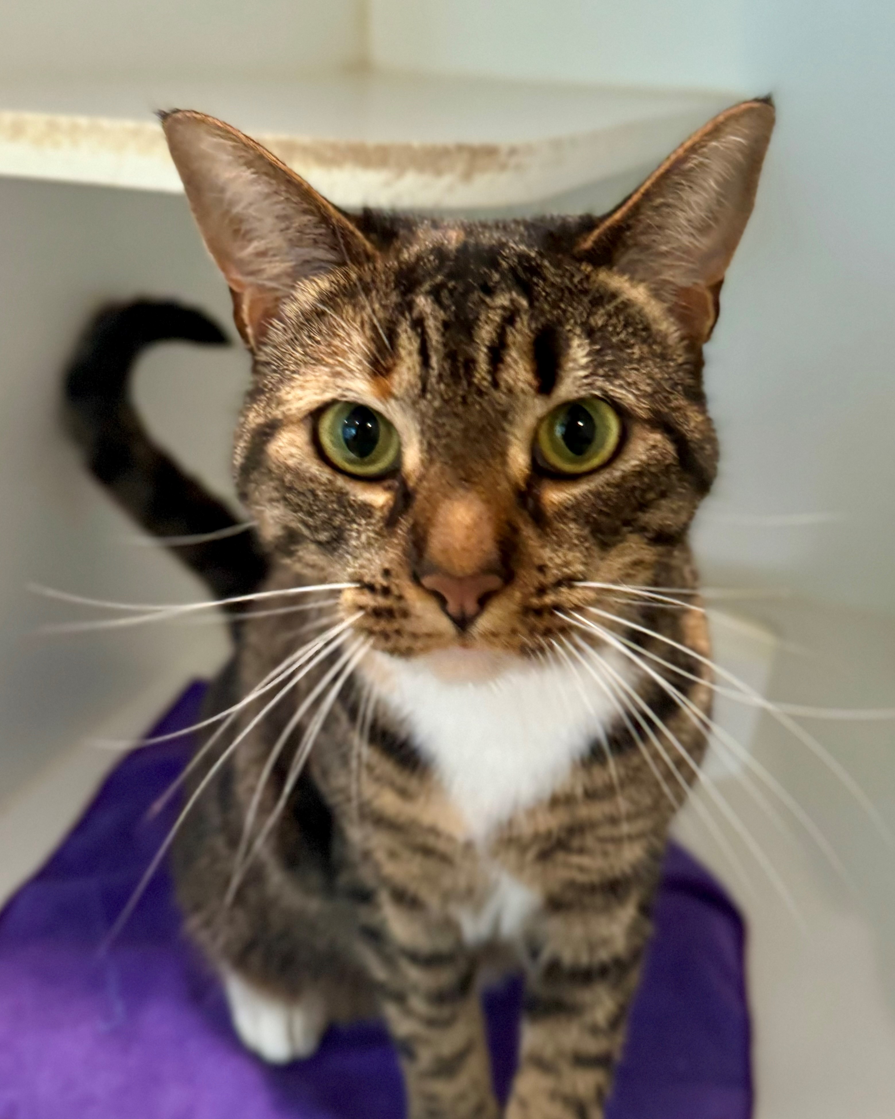 Cat for adoption Rio, a Domestic Short Hair in Hilton Head Island, SC