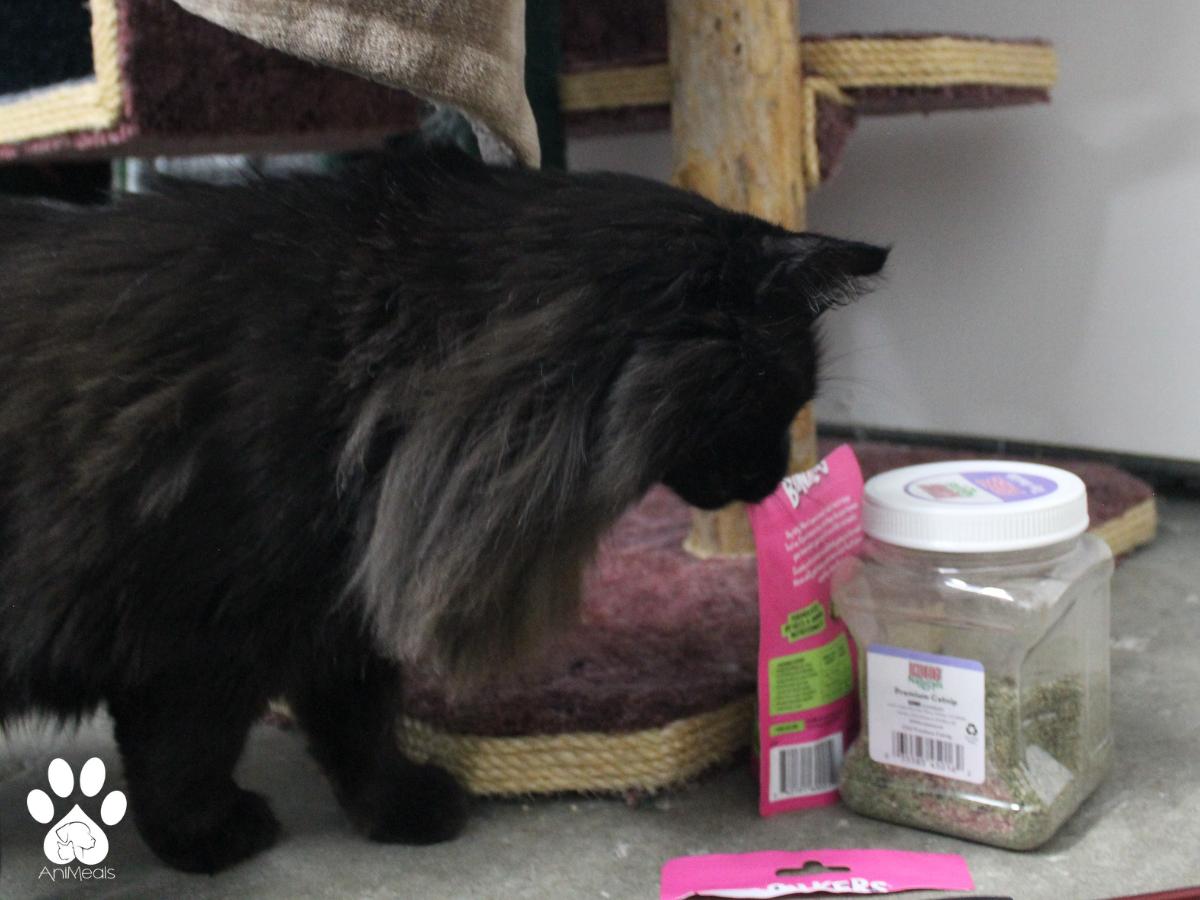 Thor, an adoptable Domestic Long Hair in Missoula, MT, 59808 | Photo Image 3