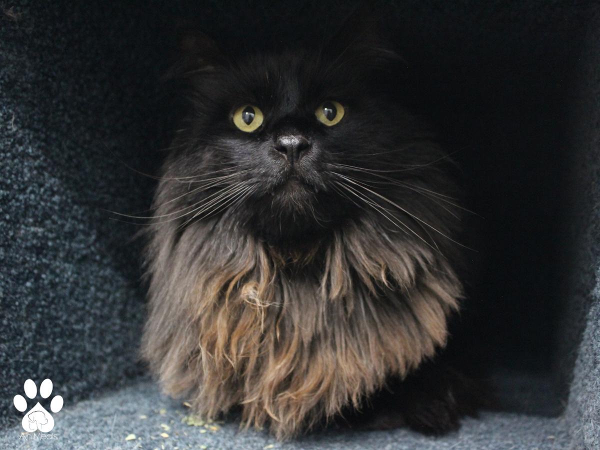 Thor, Adult Male unknown
