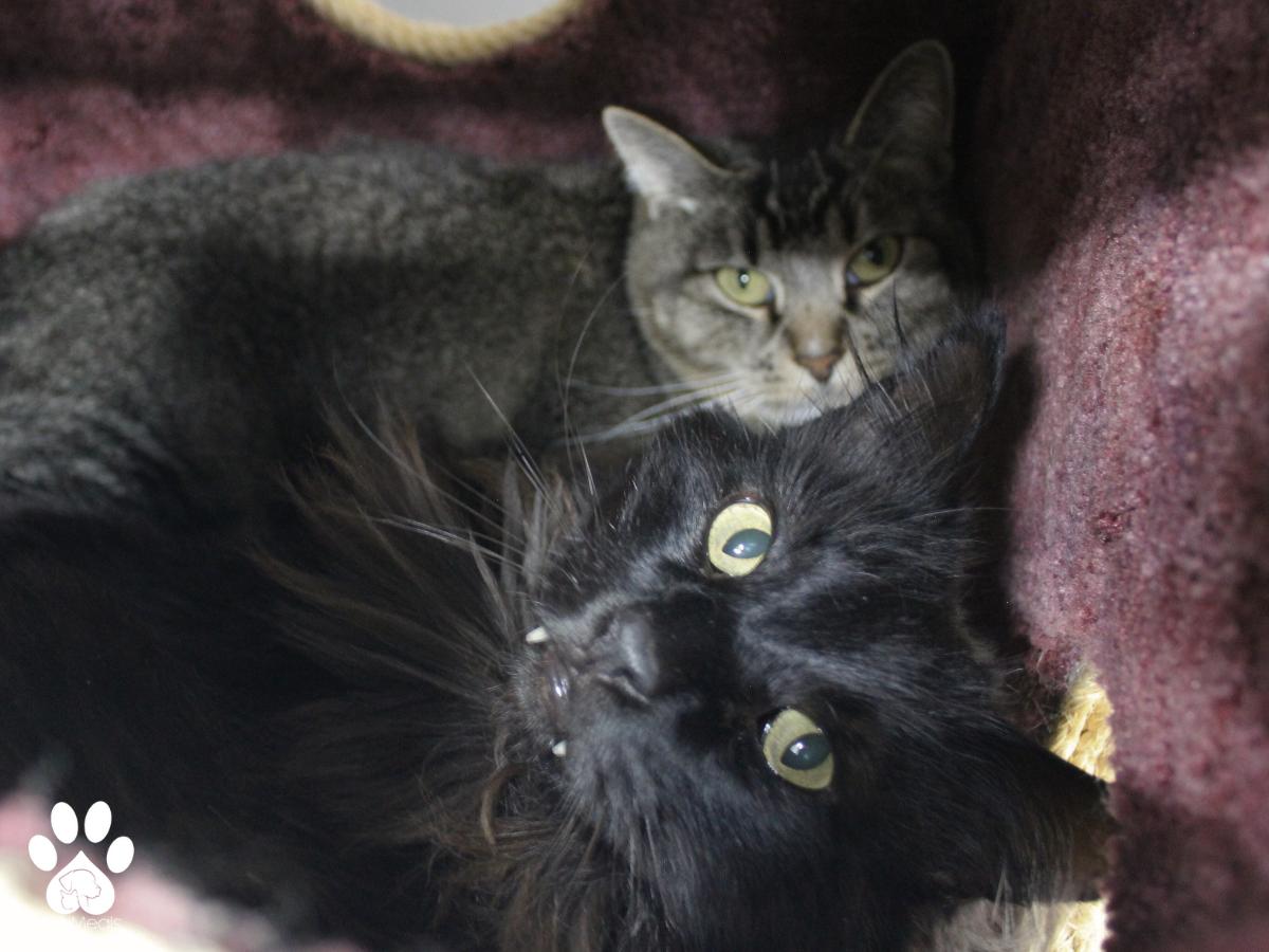 Thor photo 4