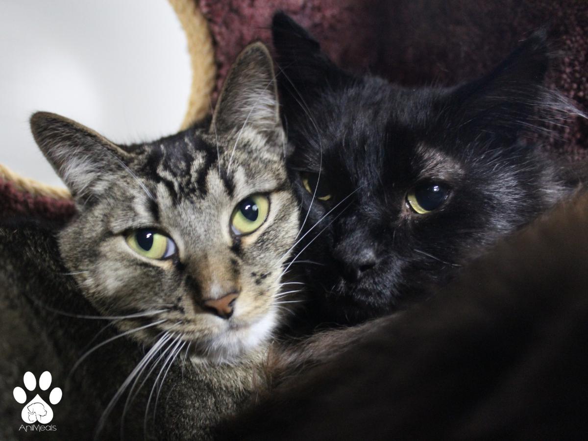Thor, an adoptable Domestic Long Hair in Missoula, MT, 59808 | Photo Image 2