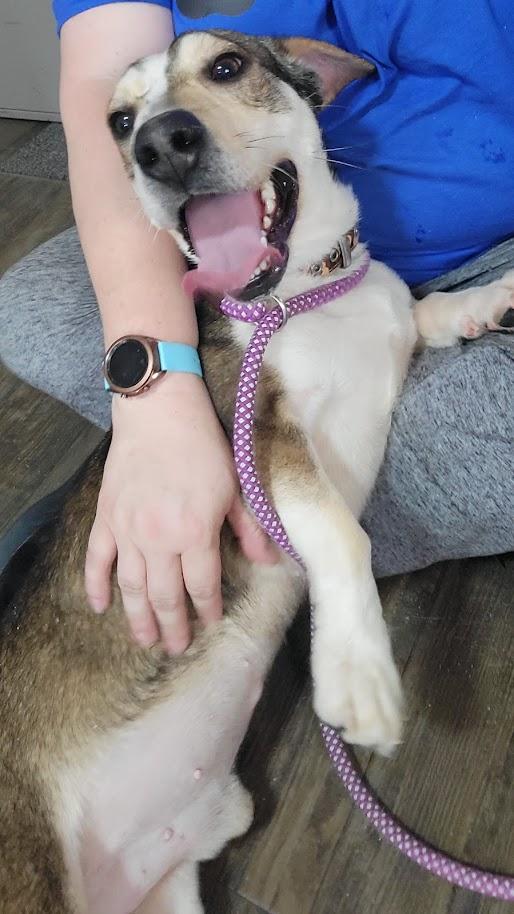 Enlarge Apache 075-26, a ADOPTABLE mixed breed in Cambridge, OH image 3/6