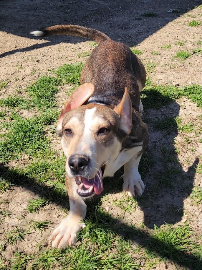 Enlarge Apache 075-26, a ADOPTABLE mixed breed in Cambridge, OH image 6/6