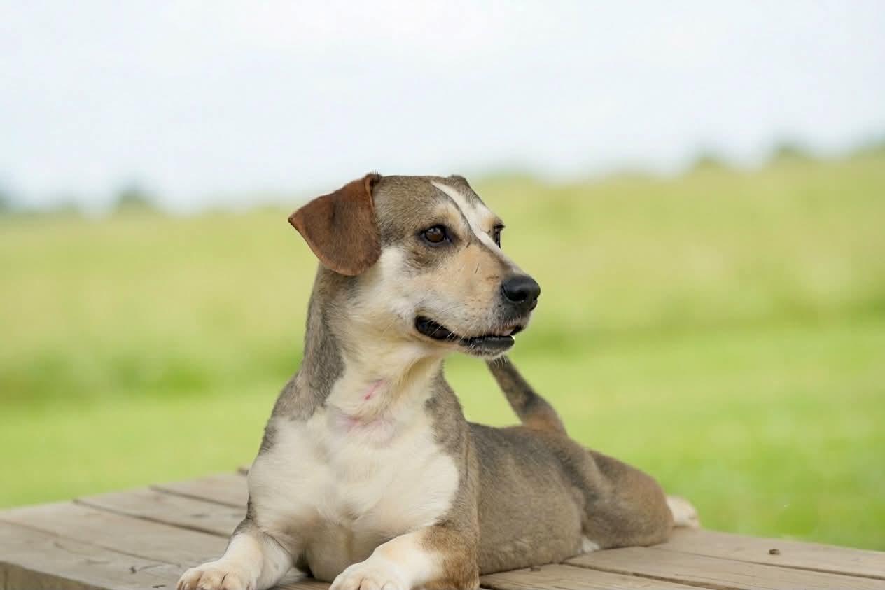 Apache 075-26 CELL DOG, a ADOPTABLE mixed breed in Cambridge, OH image 3/6