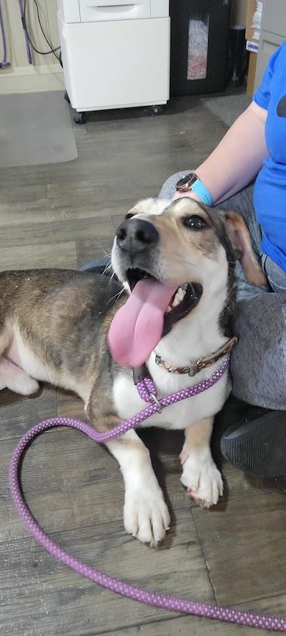 Enlarge Apache 075-26, a ADOPTABLE mixed breed in Cambridge, OH image 4/6