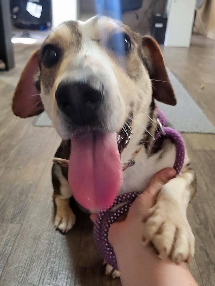 Apache 075-26, ADOPTABLE, Adult Male Mixed Breed.