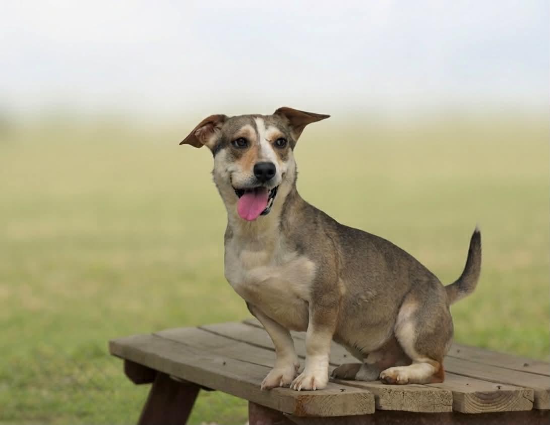Apache 075-26 CELL DOG, a ADOPTABLE mixed breed in Cambridge, OH image 2/6
