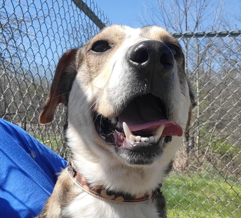 Enlarge Apache 075-26, a ADOPTABLE mixed breed in Cambridge, OH image 2/6